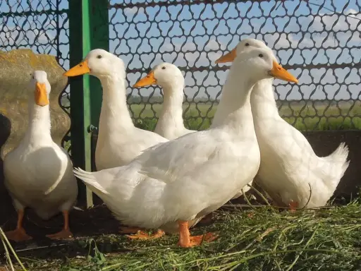 PATO PEKIN