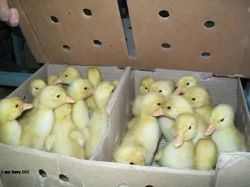 PATITOS BEBES